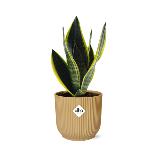 "Sansevieria Futura Superba in ELHO Vibes Fold 14cm geel image"