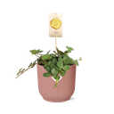 Peperomia ‘Hope’ in ELHO Vibes Fold 14cm rosa