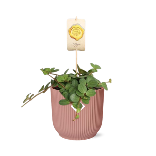 "Peperomia ‘Hope’ in ELHO Vibes Fold 14cm roze image"