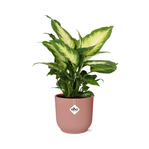 "Dieffenbachia ‘Camilla’ in ELHO Vibes Fold 14cm roze image"