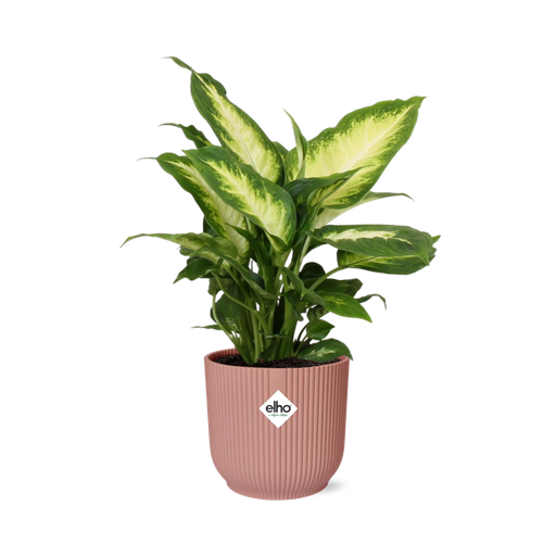 "Dieffenbachie (Dieffenbachia seguine) – pflegeleichte Zimmerpflanze, Höhe ca. 14 cm image"