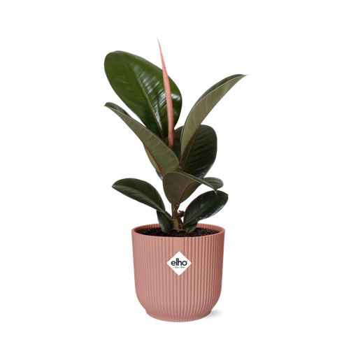 "Ficus Elastica ‘Robusta’ in ELHO Vibes Fold 14cm roze image"