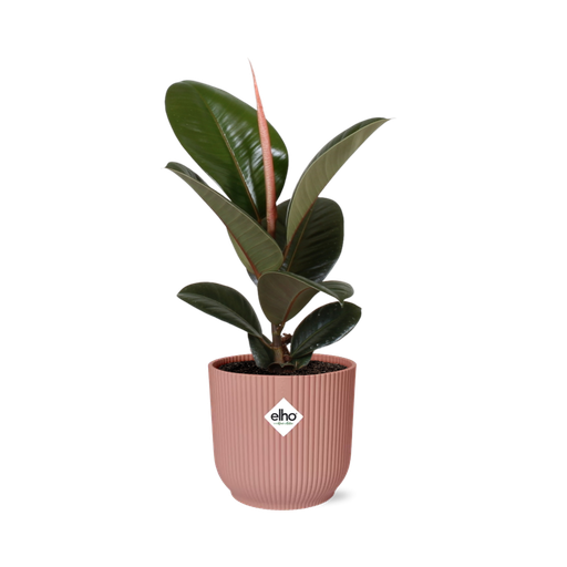 "Gummibaum (Ficus elastica) – pflegeleichte Zimmerpflanze, Höhe ca. 14 cm image"