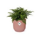 Asplenium Parvati in ELHO Vibes Fold 14cm roze