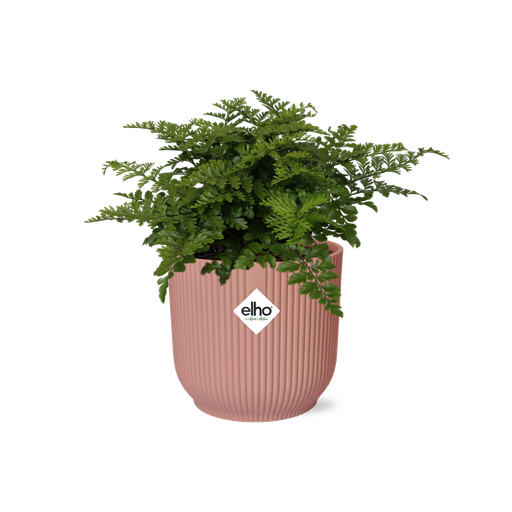 "Asplenium Parvati in ELHO Vibes Fold 14cm roze image"