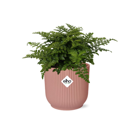 "Parvati-Farn (Asplenium parvisorum) – pflegeleichte Zimmerpflanze, Höhe ca. 14 cm image"
