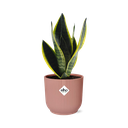 Sansevieria Futura Superba in ELHO Vibes Fold 14cm rosa