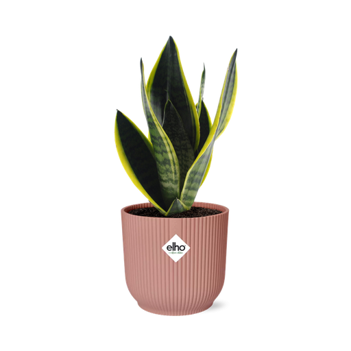 "Sansevieria Futura Superba in ELHO Vibes Fold 14cm roze image"