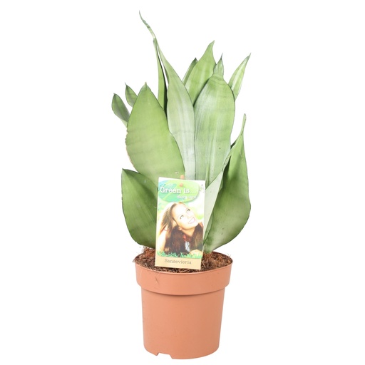 "Sansevieria Moonshine - Höhe 40-45** - Ø14cm - ↕40cm image"