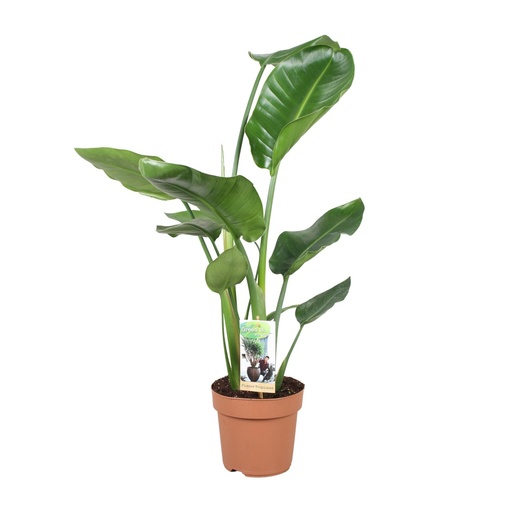 "Strelitzia Nicolai - Ø17cm - ↕60cm image"