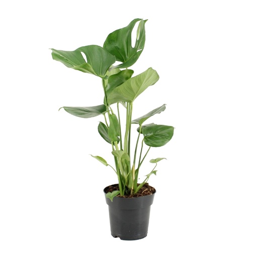 "Monstera Deliciosa - Ø17cm - ↕60cm image"