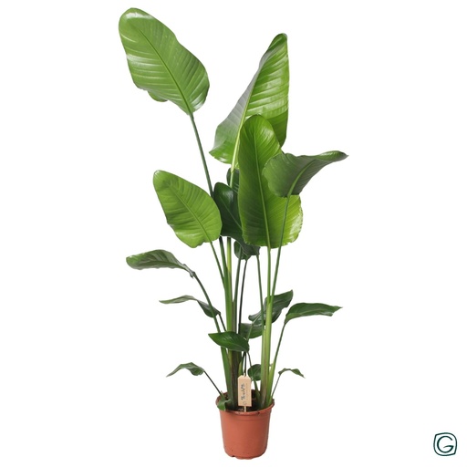 "Strelitzia Nicolai 130cm - Ø21cm - ↕130cm image"