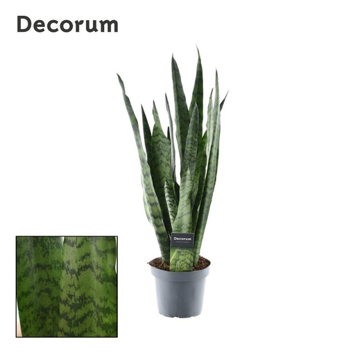"Sansevieria Zeylanica (Decorum) - Ø14cm - ↕55cm image"