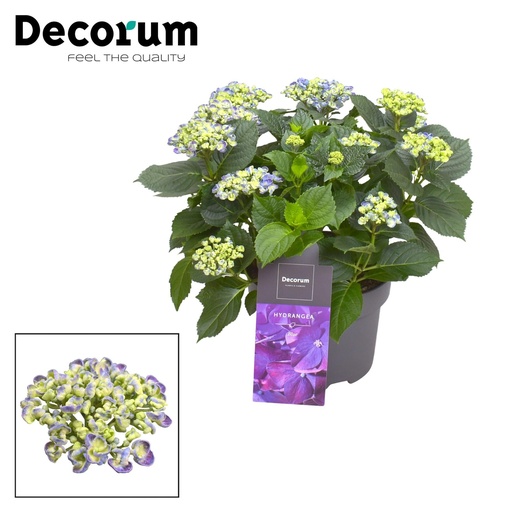 "Hydrangea Curly Wurly Blauw 9-15 Kop (Decorum) - Ø23cm - ↕50cm image"