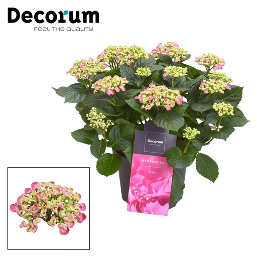 "Hydrangea Curly Wurly Roze 9-15 Kop (Decorum) - Ø23cm - ↕50cm image"