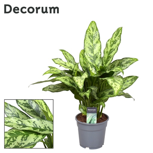 "Aglaonema Romeo - Ø17cm - ↕60cm image"