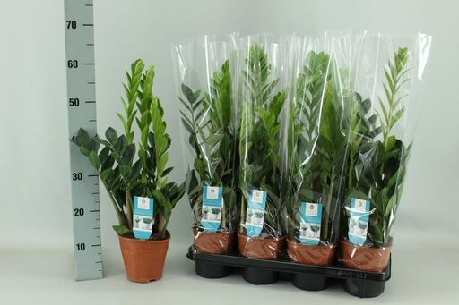 "Zamioculcas 14cm - Ø14cm - ↕65cm image"