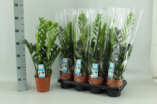 "Zamioculcas 14cm - Ø14cm - ↕65cm image"