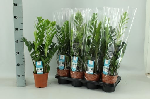 "Glücksfeder (Zamioculcas zamiifolia) – pflegeleichte Zimmerpflanze, Topf-Ø 14 cm, Höhe ca. 65 cm image"
