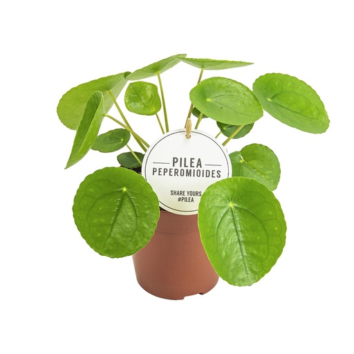 "Pilea Peperomioides - Ø13cm - ↕20cm image"