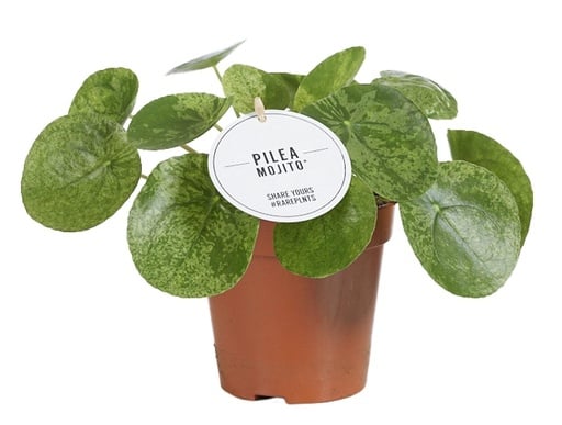 "Mojito-Pilea (Pilea mojito) – pflegeleichte Zimmerpflanze, Topf-Ø 13 cm, Höhe ca. 20 cm image"