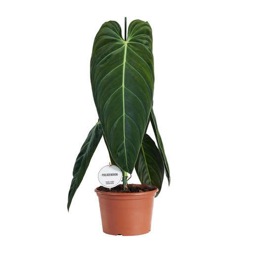 "Philodendron Melanochrysum - Ø21cm - ↕75cm image"