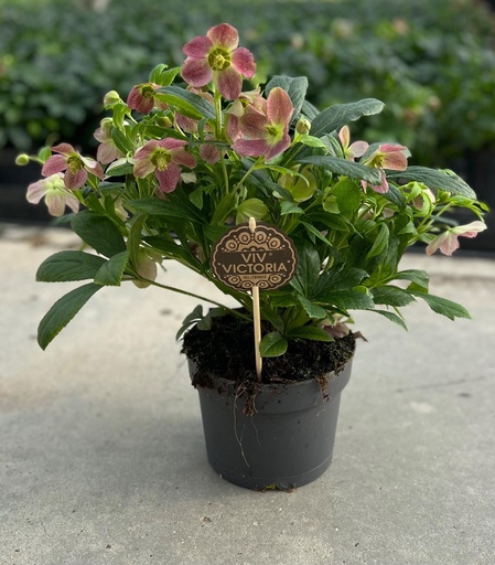 "Lenzrose (Helleborus orientalis) – winterharte Staude, Topf-Ø 17 cm, Höhe ca. 45 cm image"