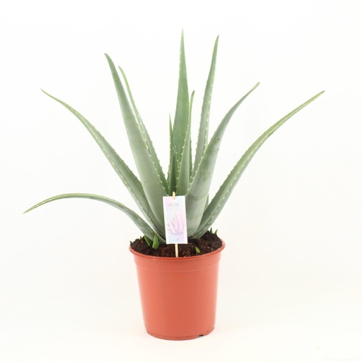 "Aloe Vera P24 - Ø24cm - ↕70cm image"