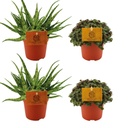 2x Aloe Spider + 2x Callisia Turtle - 4 Stück - Ø10.5cm - ↕10cm