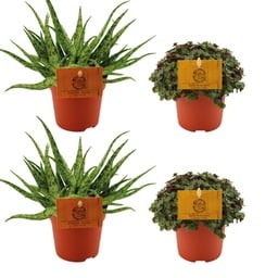 2x Aloe Spider + 2x Callisia Turtle - 4 Stück - Ø10.5cm - ↕10cm