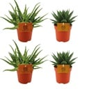2x Aloe Spider + 2x Gasteria Hybride Aurora - 4 Stück - Ø10.5cm - ↕10cm