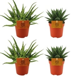 2x Aloe Spider + 2x Gasteria Hybride Aurora - 4 Stück - Ø10.5cm - ↕10cm