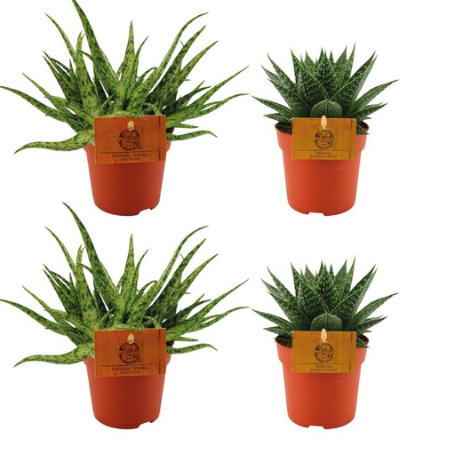 "2x Aloe Spider + 2x Gasteria Hybride Aurora - 4 Stück - Ø10.5cm - ↕10cm image"