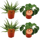 2x Aloe Spider + 2x Pilea Peperomoides - 4 Stück - Ø10.5cm - ↕10cm