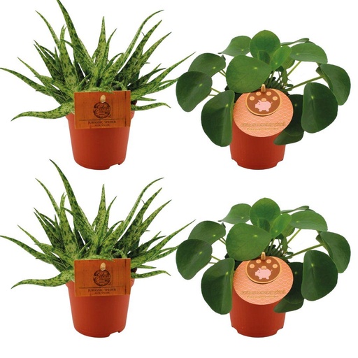 "2x Aloe Spider + 2x Pilea Peperomoides - 4 Stück - Ø10.5cm - ↕10cm image"