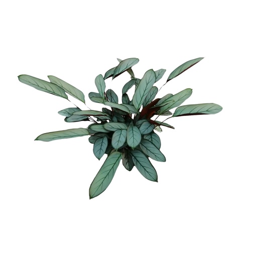 "Ctenanthe Oppenheimiana - Ø17cm - ↕70cm image"