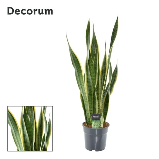 "Sansevieria Laurentii XL (Decorum) - Ø17cm - ↕70cm image"