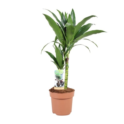 "Drachenbaum (Dracaena jamesii) – pflegeleichte Zimmerpflanze, Topf-Ø 17 cm, Höhe ca. 60 cm image"