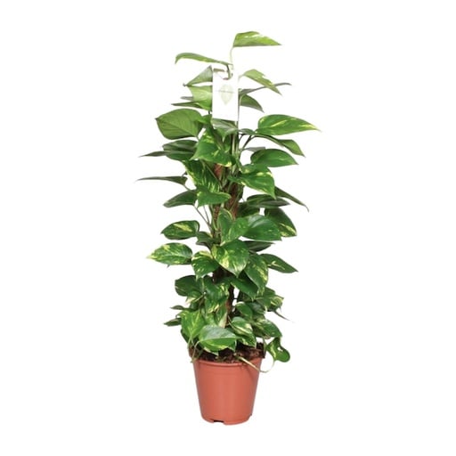 "Epipremnum Pinnatum Mosstok 80cm Scindapsus - Ø19cm - ↕80cm image"