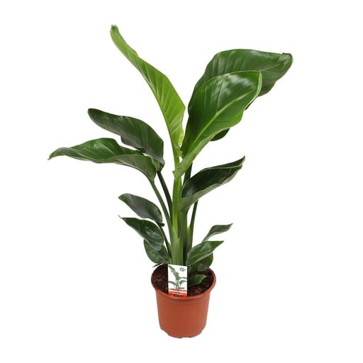 "Strelitzia Nicolai 17 Cm - Ø17cm - ↕70cm image"