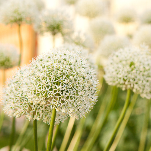 "White Giant - Allium Zwiebeln 5 Stück image"