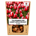 Tulpenzwiebeln Candy Apple Delight – 20 Stück | KH Bloembollen® | Rot-Weiße Tulpe – Frische & Fröhliche Mischung – Geschenk für Garten oder Topf – Größe 11/12 – Frisch vom Züchter!