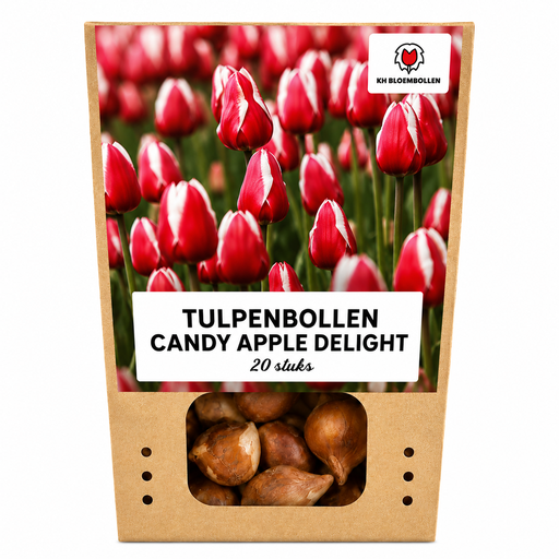 "Tulpenzwiebeln Candy Apple Delight – 20 Stück | KH Bloembollen® | Rot-Weiße Tulpe – Frische & Fröhliche Mischung – Geschenk für Garten oder Topf – Größe 11/12 – Frisch vom Züchter! image"
