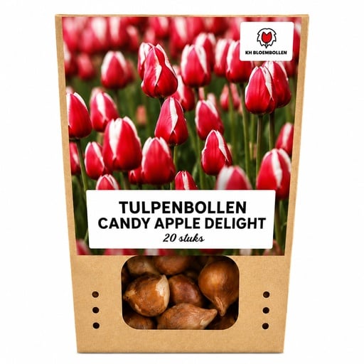 "Tulpe 'Candy Apple Delight' (Tulipa) – Blumenzwiebeln, 20 Zwiebeln image"