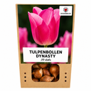 Tulpenzwiebeln Dynasty – 20 Stück | KH Bloembollen® | Rosa Tulpe – Elegant & Voll – Für Garten oder Topf – Größe 11/12 – Frisch vom Züchter