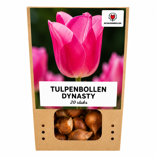 "Tulpenzwiebeln Dynasty – 20 Stück | KH Bloembollen® | Rosa Tulpe – Elegant & Voll – Für Garten oder Topf – Größe 11/12 – Frisch vom Züchter image"