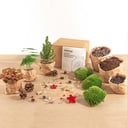 Pflanzen-Terrarium-Paket - Mini-Weihnachtsbaum - 3 Pflanzen - Nachfüll- & Startpaket - DIY Christmas