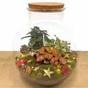 Bolder Bob Bonsai Weihnachten - DIY - ↕ 30 cm