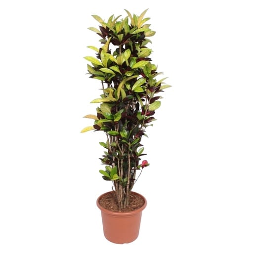 "Codiaeum Iceton (Croton Iceton) - 190 cm - ø45 image"