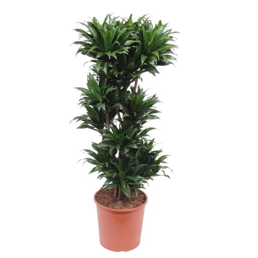 "Dracaena Compacta - 140 cm - ø30 image"